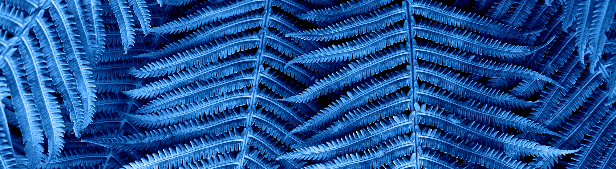 Perpetual Pure Credit Alpha Fund - Class W