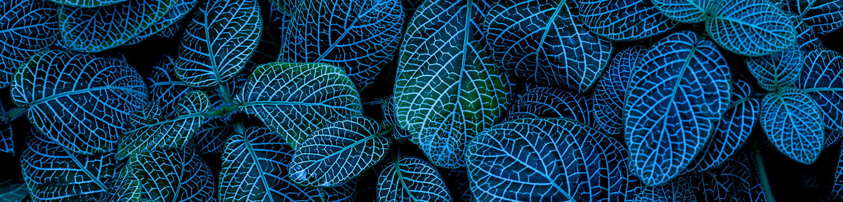 Cash, Credit and Fixed Income