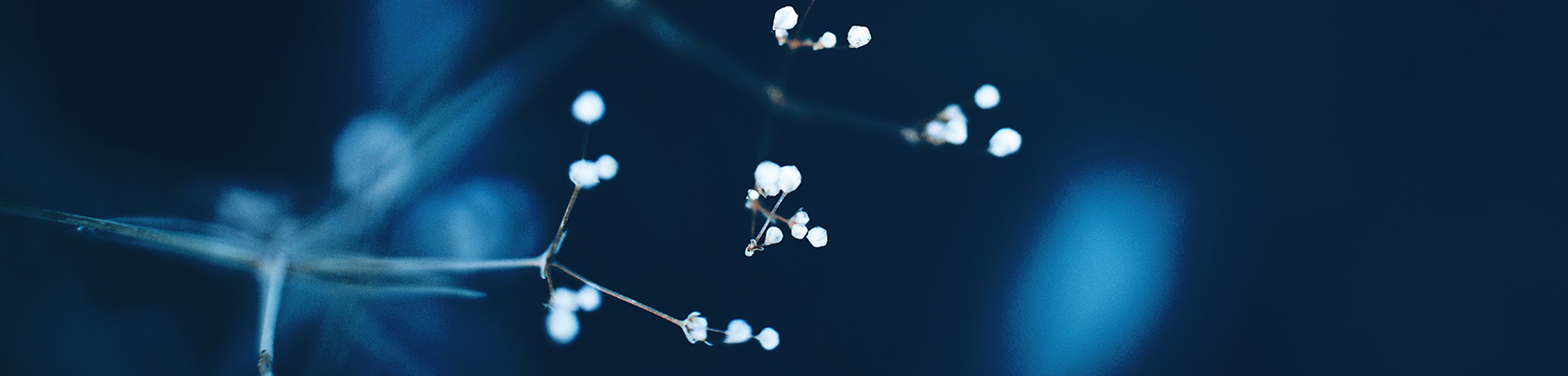 Australian Eligible Rollover Fund